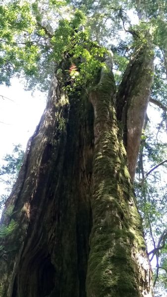 米羅山←→南山神木←→佐得寒山折返340913