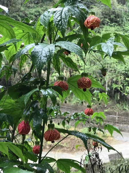 110年4月25日雲林  雲嶺之丘 五元二角 木馬古道1456584