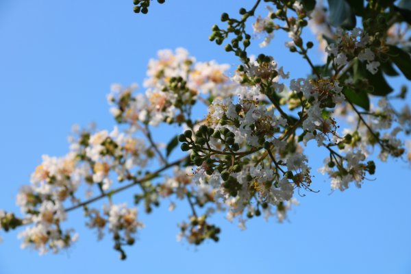 南投魚池~花茶香田園好風光~澀水田頂步道1026750
