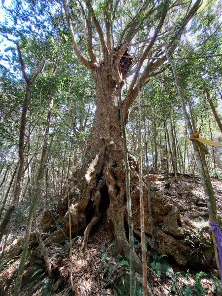 小出山(惠蓀林場上)202304162118311