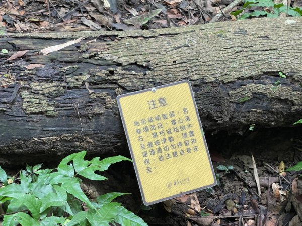 1140618鳴鳳古道｜錫隘-雲洞宮2815360