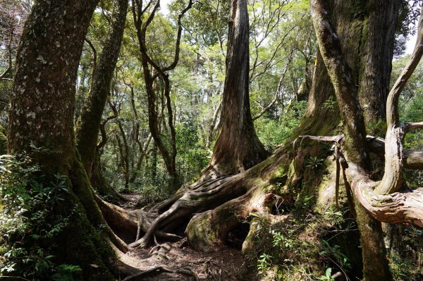 新北 烏來 塔曼山、玫瑰西魔山2293687