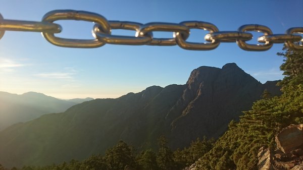 玉山北峰法國菊!1000元的悸動!431960