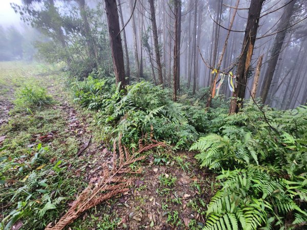 20260208五分寮頂山內大坪山石硬山O型3005250