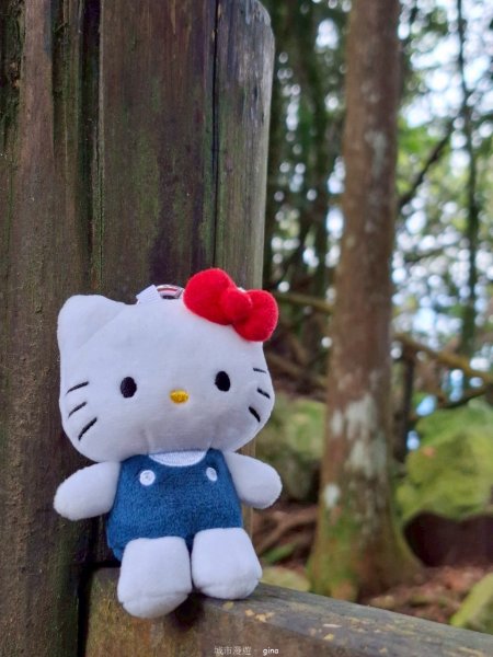 【台中和平】筆直的杉林.林相優美。 橫嶺山x沙連山P型2869027