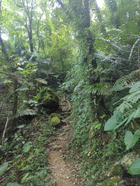 2024.07.06－鳶山健行(螢火蟲小吃登山口)2544856