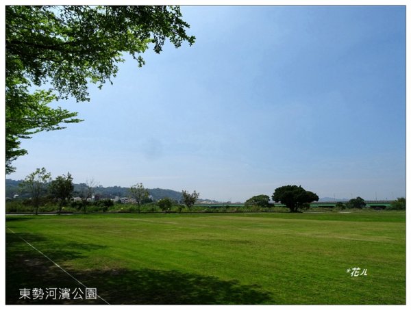 雞冠刺桐的花開1681832