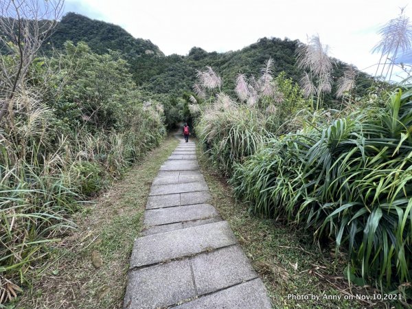 五分山芒花正翻飛1537988