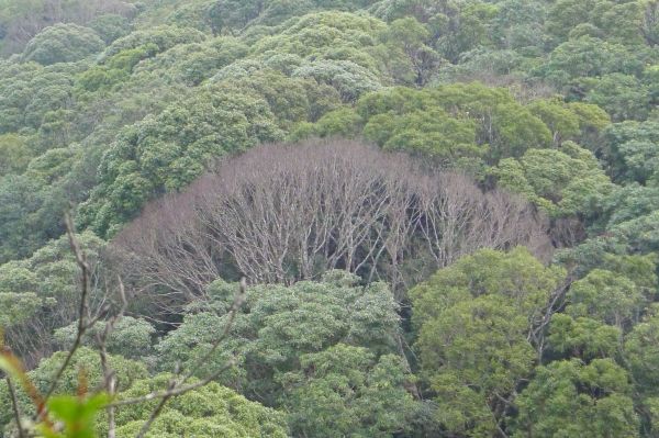 志繼山、東眼山、拉卡山O型環走401766