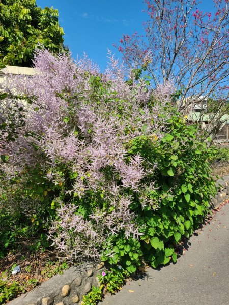 坑內坑後段超級曬2724201