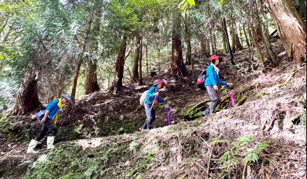 觀霧-檜山巨木群步道2925588