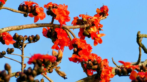 《臨江仙。木棉春色》2735224