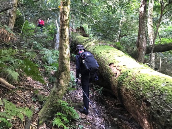 上山下谷哈堪尼山環走台車道628861