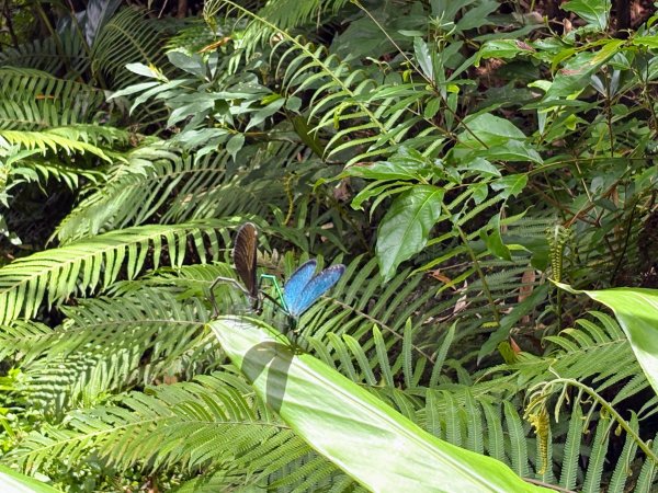 四寮溪生態步道2828545