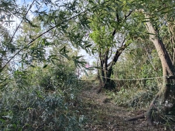 石碇南港區深按頭山+深按頭西峰+三層崎山+灰窯山+土庫岳東峰+土庫岳+山豬窟尖+更寮腳山+大豐山2976876