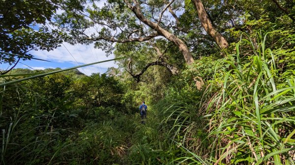 114.11.09草嶺古道芒花季之旅2932933