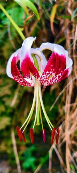 雲山水花鳥蝶-天龍國阿伯的日常 #艷紅鹿子百合 #大鳳蝶 #玉帶鳳蝶2863970