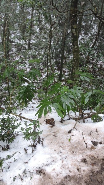 2021元旦瑞雪兆豐年內鳥嘴山追雪成功1222724