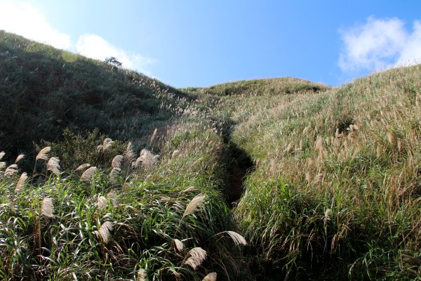 【金瓜石】漫山芒花怒放浪漫，礦山藍海奇景夢幻！2964006
