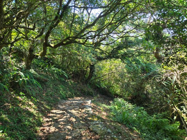 大屯主峰-連峰步道環形（小百岳）2904353