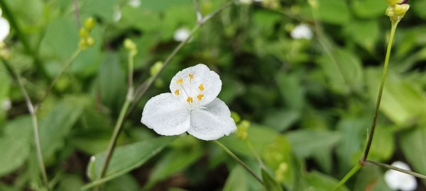 2025/05/03_白蘭溪古道2778174