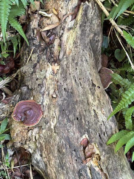 九五峰、南港山、拇指山、象山2874999