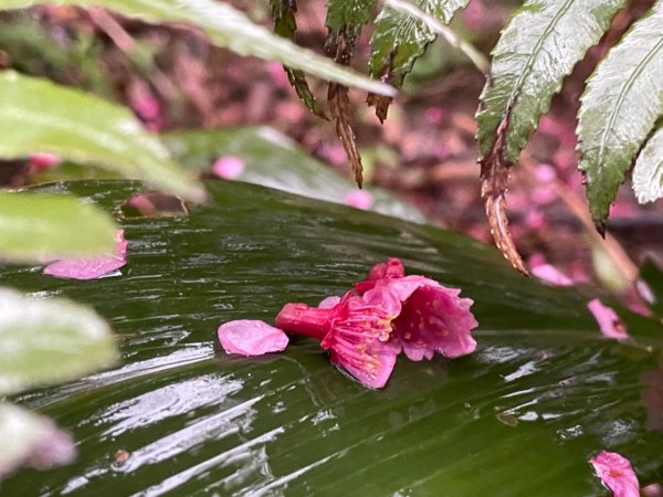 紅淡山的櫻紅