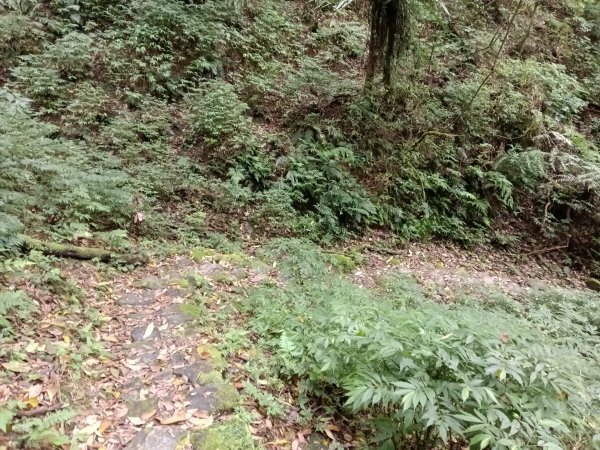 雙溪區打鐵寮山-鶯子嶺-坪溪山-烏山63號-烏山越嶺古道(坪溪山北峰)P字走3023811