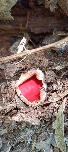 小百岳集起來鳶嘴稍來山國家步道