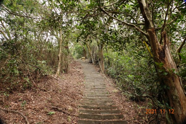 苗栗 銅鑼 員屯山1512826