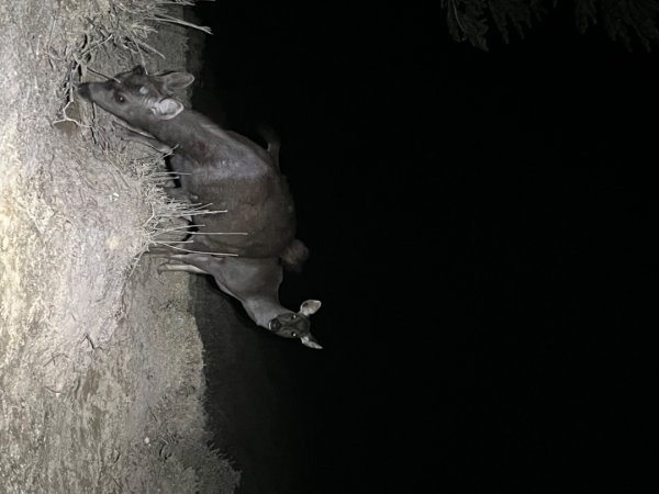 228-302奇萊主北1635909