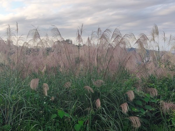 微笑山線：和美山2953990