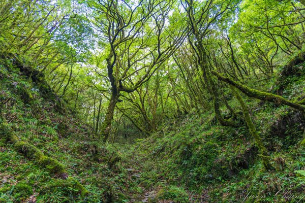 [桃園]北插天山磨練之旅2532924