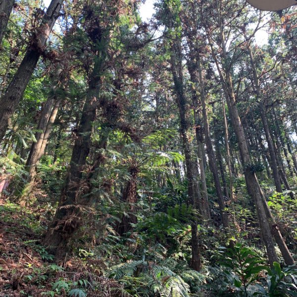 古樸原野-鳴鳳古道11002171273519