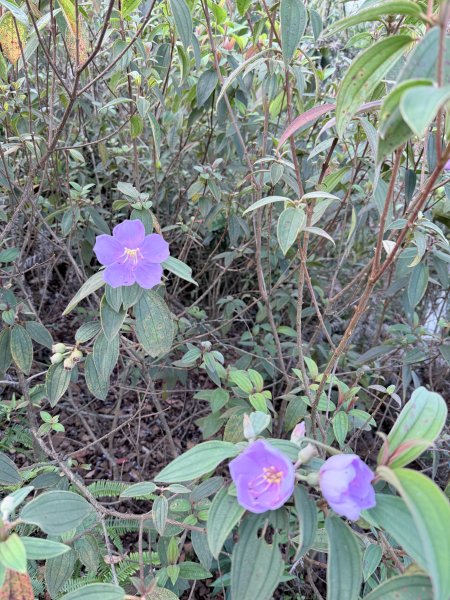 埔里登蜈蚣崙山、板仔寮山 2025.6.182815488