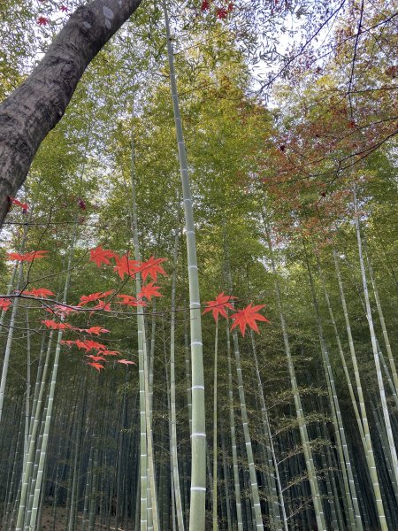 楓之絆----京都大阪賞楓2967322