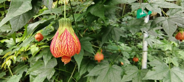 2025/05/03_白蘭溪古道2778154