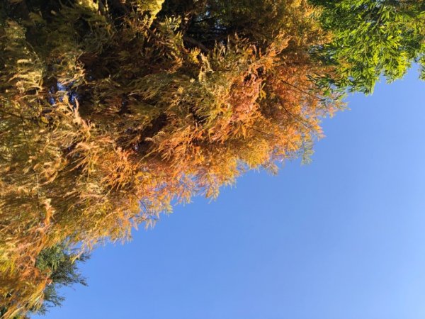 嘉義縣番路鄉二延平山1965525