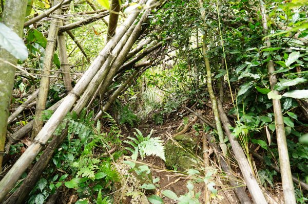 新竹 五峰 扇子排山2634116