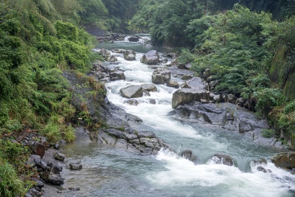 東眼山雨中尋幽2975359