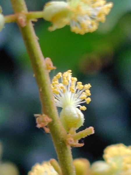 龍過脈森林步道2783809