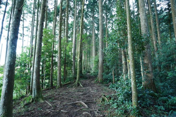 新竹 五峰 油羅山2654134