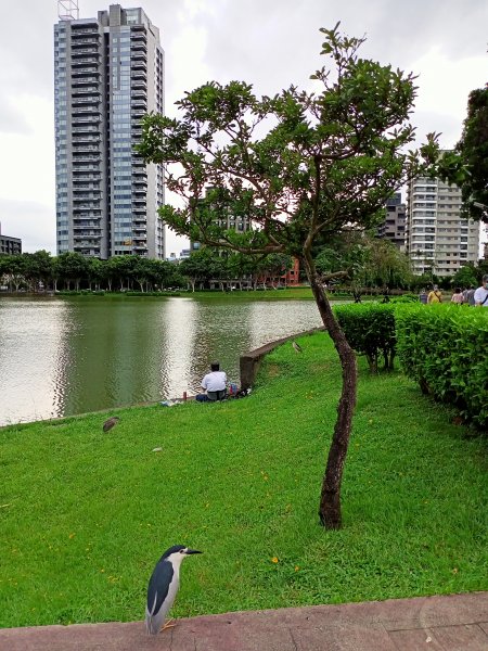 碧湖公園環湖步道1724392