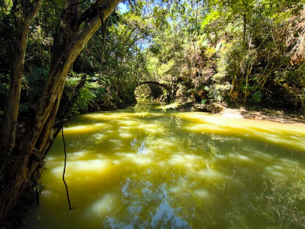 2024-08-22 澀水森林步道2578438