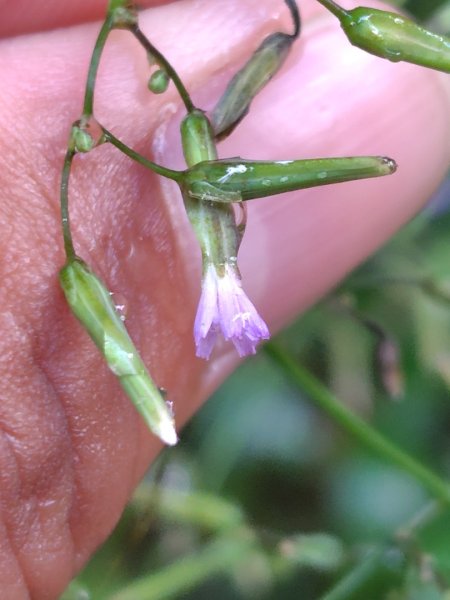 再訪雙林山、杜仔湖步道、雙子山2817920