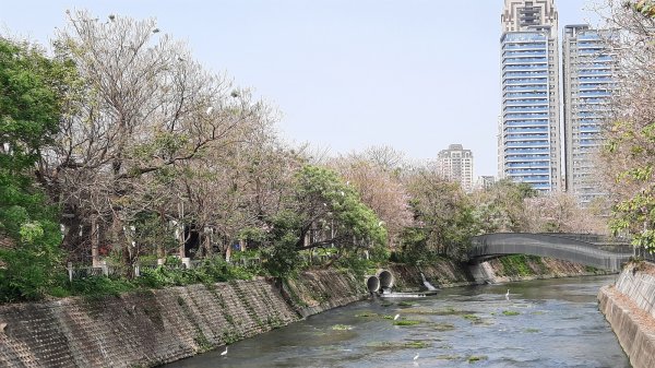 《台中》苦楝樹王｜潮洋溪惠來溪步道生態之旅202303-042124105