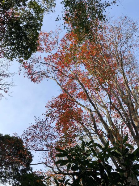 馬那邦山登山步道 NO 37 / 苗栗縣大湖鄉--我的第13座小百岳1598259