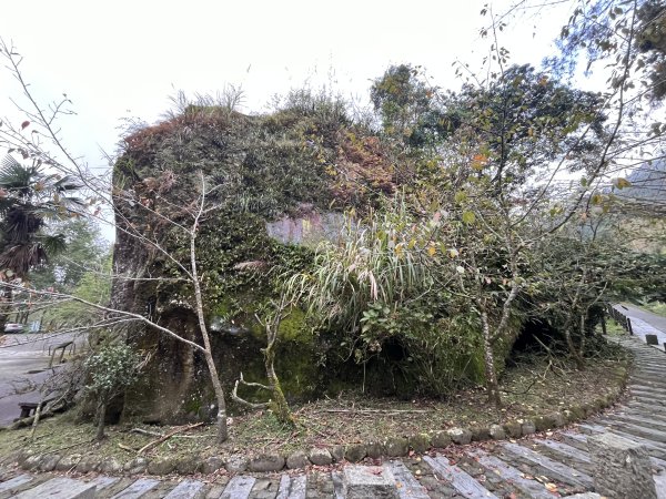 [嘉遊好步道．來嘉走走-04/10] 2024_1011 阿里山頂湖步道2624728