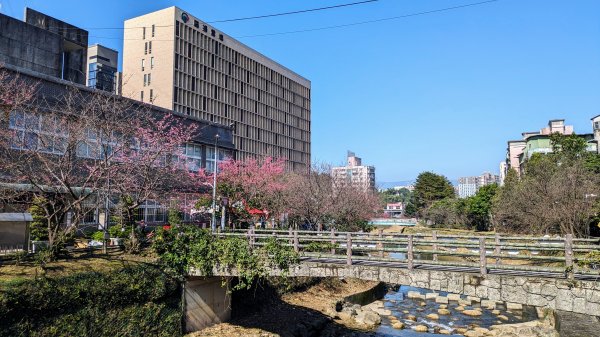 汐止康誥坑溪櫻花2405583