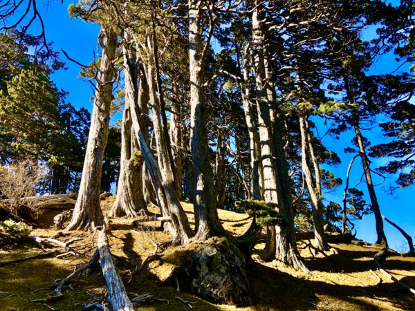 啟動高山度假模式～阿蓮五虎兄弟之馬博橫斷2073005